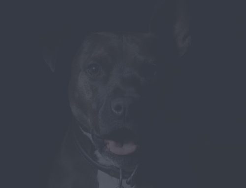 Dog Socialisation Classes