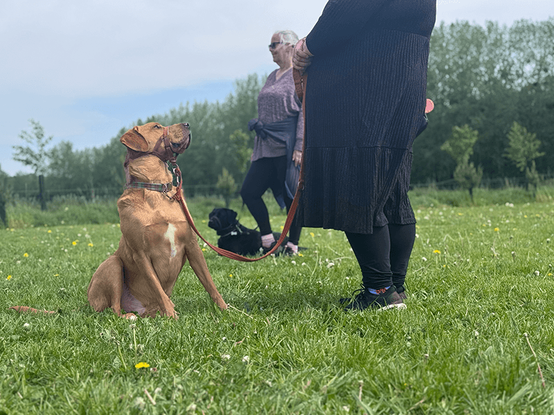 Reactive dog training using calm positive reinforcement methods