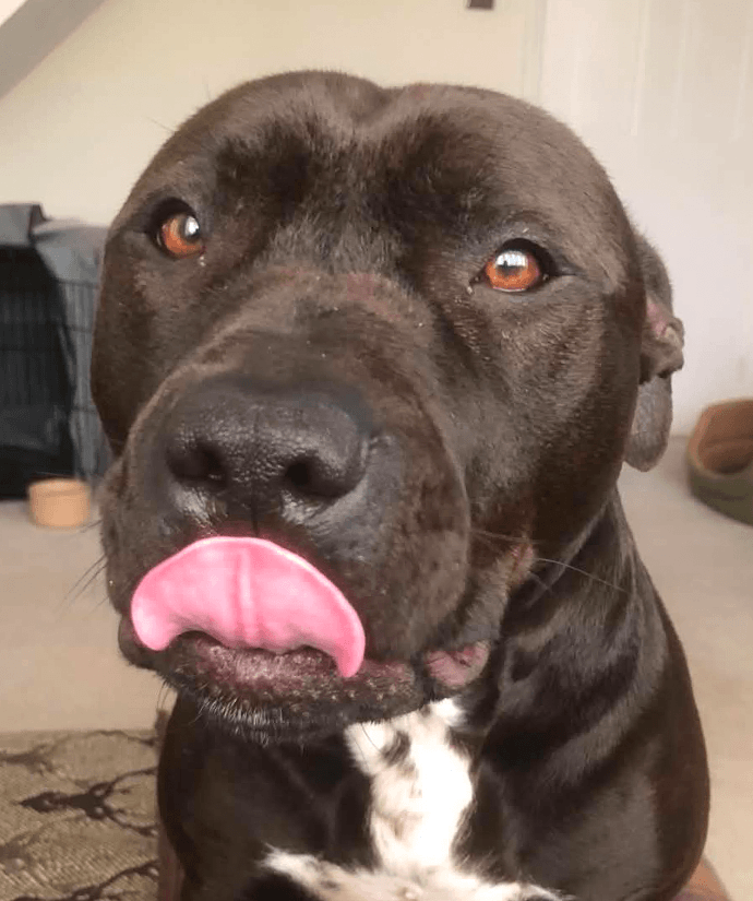 Positive in-home dog training and behavioural support