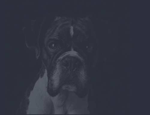 Home Visit Dog Training