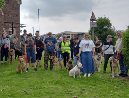 Walk-Based Dog Training