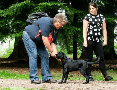 1-to-1 Dog Training