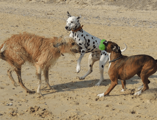 Dog Socialisation Classes