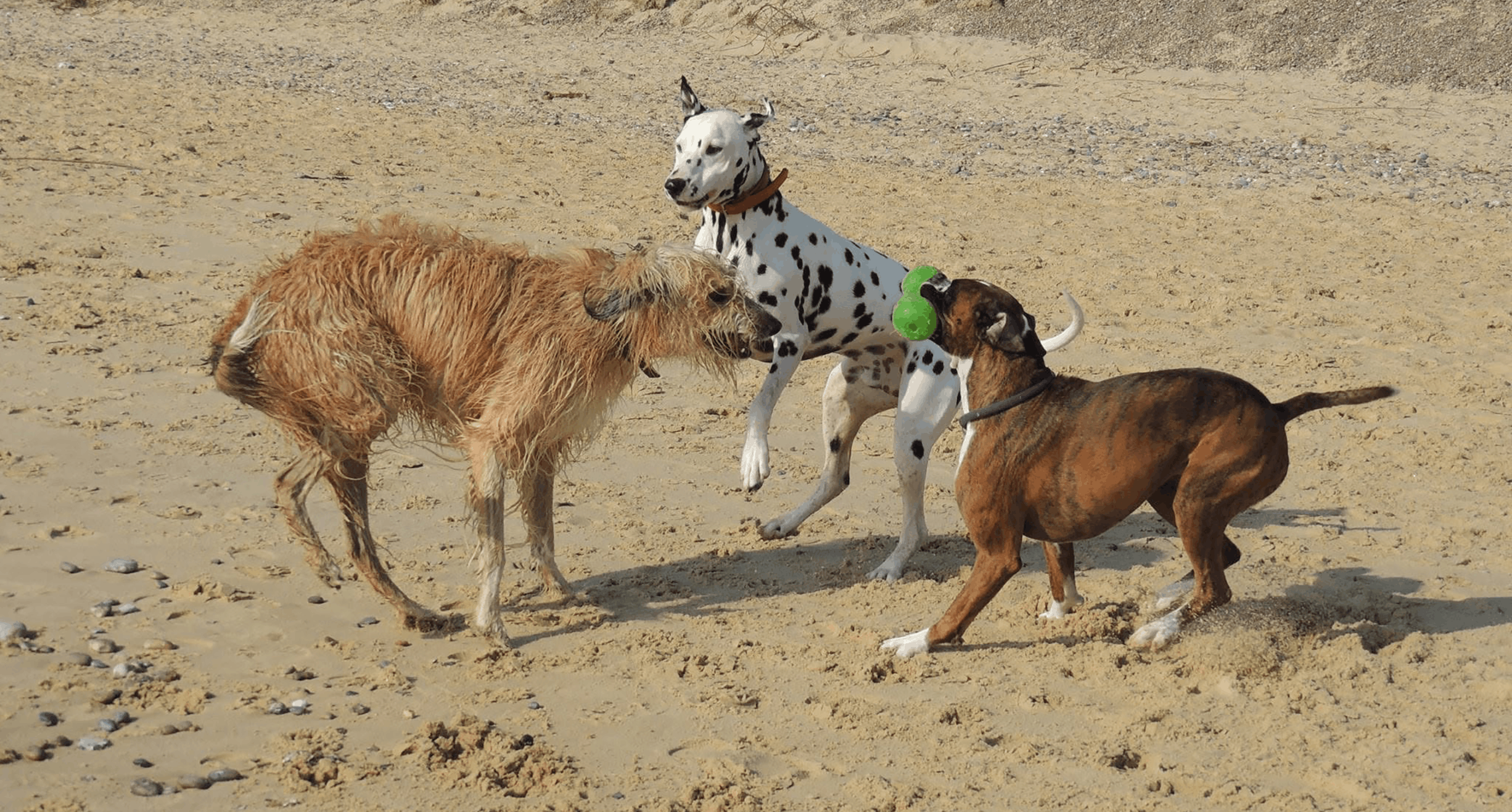 Dogs interacting and socialising together during a structured training and socialisation session.