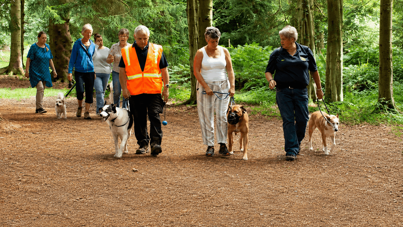 Dog owners and their dogs taking part in a training and socialisation walk in the Forest of Dean.