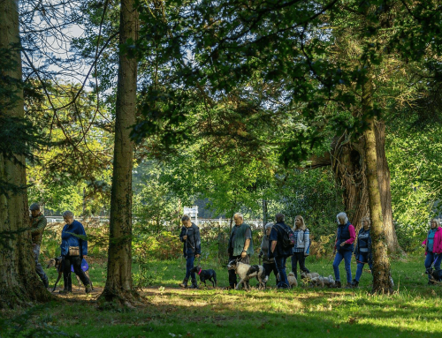 Walk-Based Dog Training