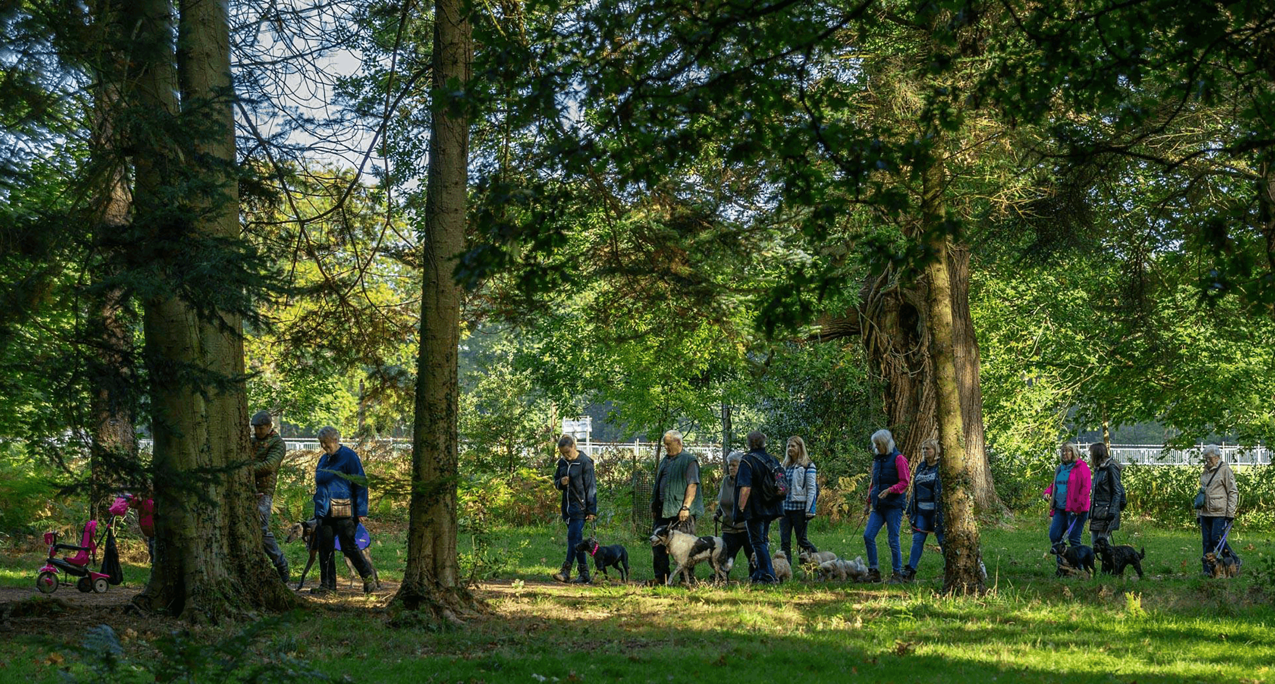 Ali T providing dog walking training to help dogs develop loose lead walking skills, focus and confidence in real-world environments.