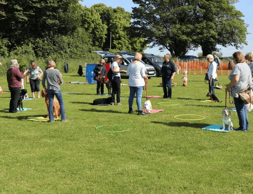 Weekend Dog Training